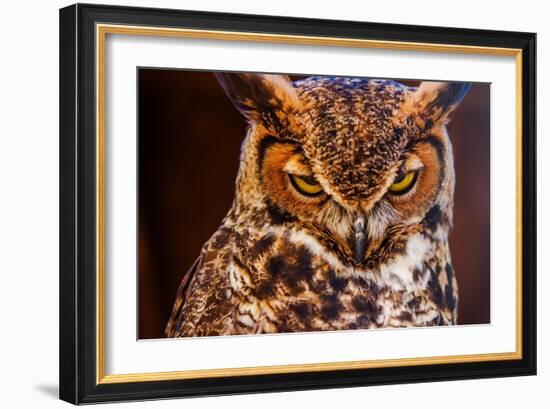 Great Horned Own-duallogic-Framed Photographic Print