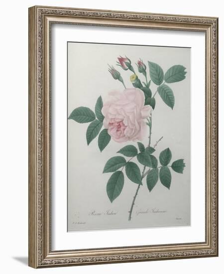 Great Indian Rose-Pierre-Joseph Redoute-Framed Art Print