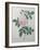 Great Indian Rose-Pierre-Joseph Redoute-Framed Art Print