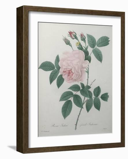 Great Indian Rose-Pierre-Joseph Redoute-Framed Art Print