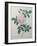 Great Indian Rose-Pierre-Joseph Redoute-Framed Art Print