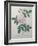 Great Indian Rose-Pierre-Joseph Redoute-Framed Art Print