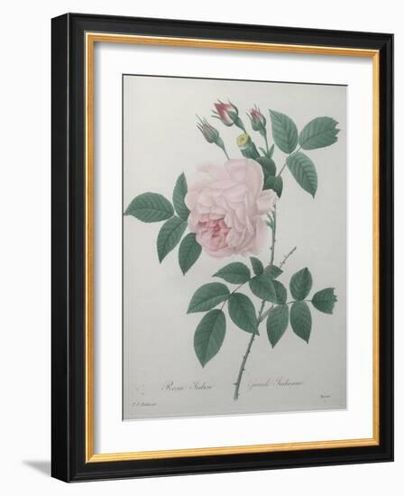 Great Indian Rose-Pierre-Joseph Redoute-Framed Art Print