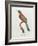 Great Jacamar, Engraved by Gromillier-Jacques Barraband-Framed Giclee Print