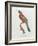 Great Jacamar, Engraved by Gromillier-Jacques Barraband-Framed Giclee Print