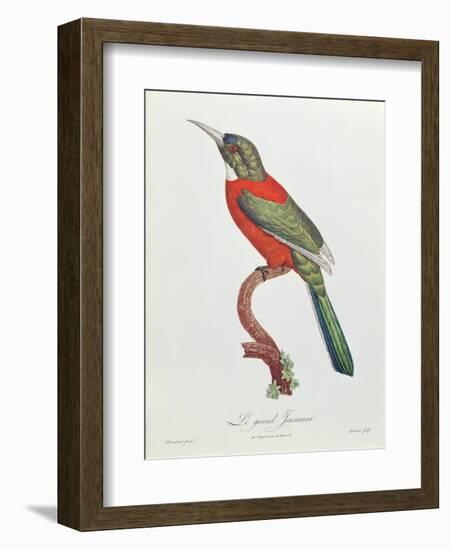 Great Jacamar, Engraved by Gromillier-Jacques Barraband-Framed Giclee Print