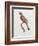 Great Jacamar, Engraved by Gromillier-Jacques Barraband-Framed Giclee Print