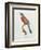 Great Jacamar, Engraved by Gromillier-Jacques Barraband-Framed Giclee Print