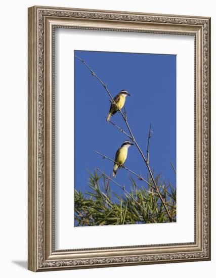 Great Kiskadee Pair (Pitangus Sulphuratus), Iguazu Falls National Park, Misiones, Argentina-Michael Nolan-Framed Photographic Print