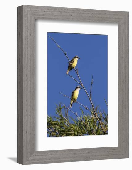 Great Kiskadee Pair (Pitangus Sulphuratus), Iguazu Falls National Park, Misiones, Argentina-Michael Nolan-Framed Photographic Print