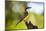 Great Kiskadee (Pitangus Sulphuratus), Boca Tapada, Alajuela Province, Costa Rica, Central America-Matthew Williams-Ellis-Mounted Photographic Print