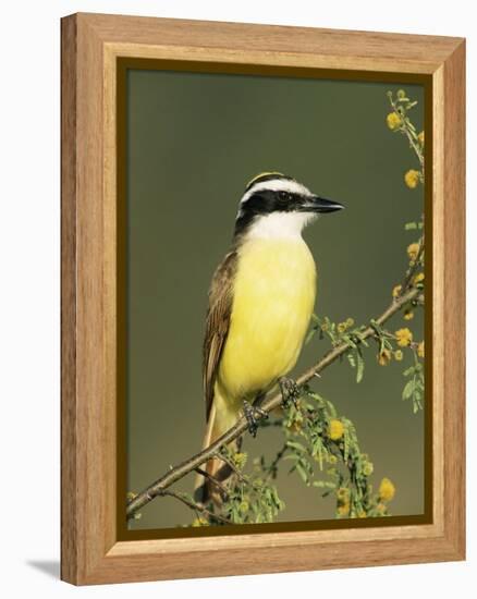 Great Kiskadee, Texas, USA-Rolf Nussbaumer-Framed Premier Image Canvas