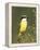 Great Kiskadee, Texas, USA-Rolf Nussbaumer-Framed Premier Image Canvas