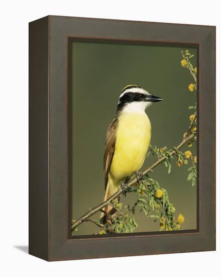 Great Kiskadee, Texas, USA-Rolf Nussbaumer-Framed Premier Image Canvas