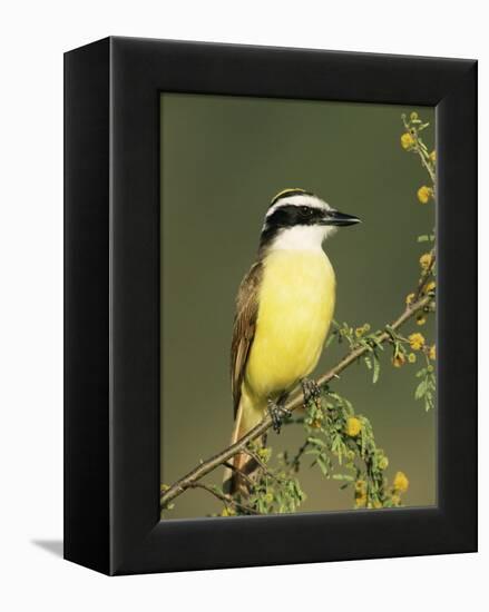 Great Kiskadee, Texas, USA-Rolf Nussbaumer-Framed Premier Image Canvas