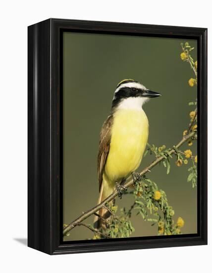 Great Kiskadee, Texas, USA-Rolf Nussbaumer-Framed Premier Image Canvas