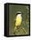 Great Kiskadee, Texas, USA-Rolf Nussbaumer-Framed Premier Image Canvas