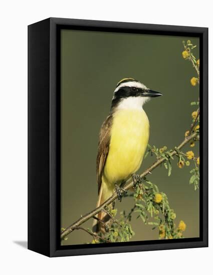 Great Kiskadee, Texas, USA-Rolf Nussbaumer-Framed Premier Image Canvas