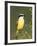 Great Kiskadee, Texas, USA-Rolf Nussbaumer-Framed Photographic Print