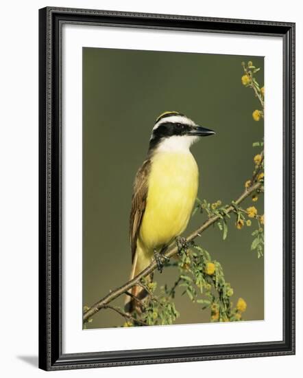 Great Kiskadee, Texas, USA-Rolf Nussbaumer-Framed Photographic Print