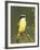 Great Kiskadee, Texas, USA-Rolf Nussbaumer-Framed Photographic Print