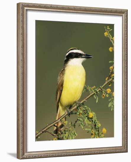 Great Kiskadee, Texas, USA-Rolf Nussbaumer-Framed Photographic Print