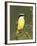 Great Kiskadee, Texas, USA-Rolf Nussbaumer-Framed Photographic Print