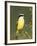 Great Kiskadee, Texas, USA-Rolf Nussbaumer-Framed Photographic Print