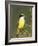 Great Kiskadee, Texas, USA-Rolf Nussbaumer-Framed Photographic Print