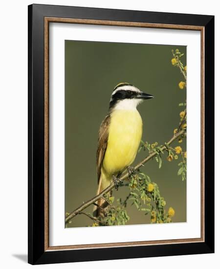 Great Kiskadee, Texas, USA-Rolf Nussbaumer-Framed Photographic Print