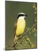 Great Kiskadee, Texas, USA-Rolf Nussbaumer-Mounted Photographic Print