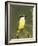 Great Kiskadee, Texas, USA-Rolf Nussbaumer-Framed Photographic Print