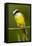 Great Kiskadee-Mary Ann McDonald-Framed Premier Image Canvas