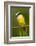 Great Kiskadee-Mary Ann McDonald-Framed Photographic Print