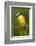 Great Kiskadee-Mary Ann McDonald-Framed Photographic Print