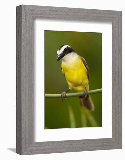 Great Kiskadee-Mary Ann McDonald-Framed Photographic Print