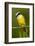 Great Kiskadee-Mary Ann McDonald-Framed Photographic Print