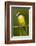 Great Kiskadee-Mary Ann McDonald-Framed Photographic Print