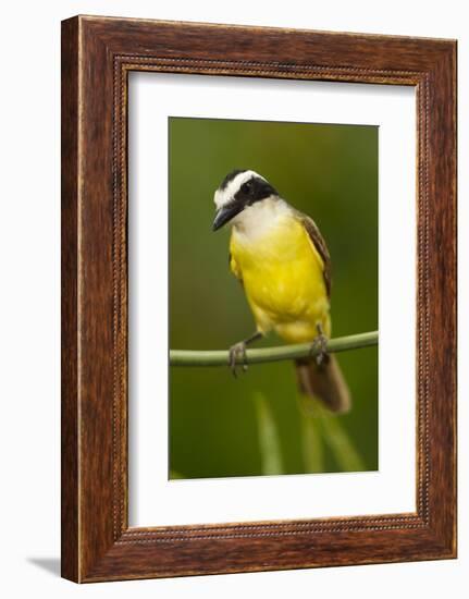 Great Kiskadee-Mary Ann McDonald-Framed Photographic Print