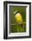 Great Kiskadee-Mary Ann McDonald-Framed Photographic Print