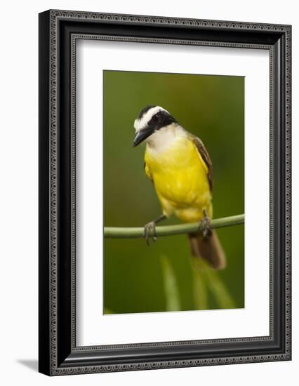 Great Kiskadee-Mary Ann McDonald-Framed Photographic Print