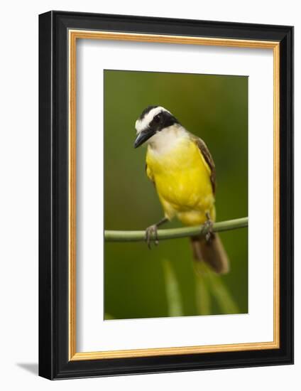 Great Kiskadee-Mary Ann McDonald-Framed Photographic Print