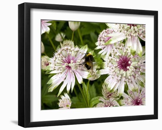 Great Masterwort (Astrantia Major)-Bob Gibbons-Framed Photographic Print