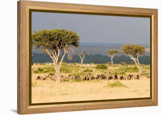 Great Migration of Wildebeests, Masai Mara National Reserve, Kenya-null-Framed Stretched Canvas