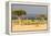 Great Migration of Wildebeests, Masai Mara National Reserve, Kenya-null-Framed Stretched Canvas