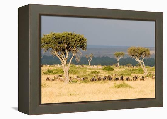 Great Migration of Wildebeests, Masai Mara National Reserve, Kenya-null-Framed Stretched Canvas