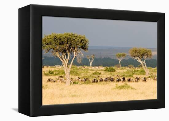 Great Migration of Wildebeests, Masai Mara National Reserve, Kenya-null-Framed Stretched Canvas