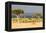 Great Migration of Wildebeests, Masai Mara National Reserve, Kenya-null-Framed Stretched Canvas