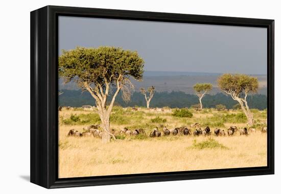 Great Migration of Wildebeests, Masai Mara National Reserve, Kenya-null-Framed Stretched Canvas