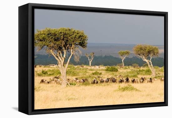 Great Migration of Wildebeests, Masai Mara National Reserve, Kenya-null-Framed Stretched Canvas